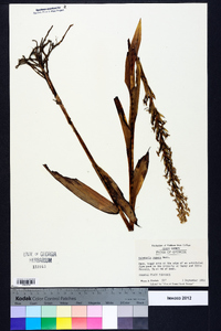 Habenaria repens image