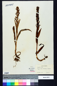 Habenaria repens image