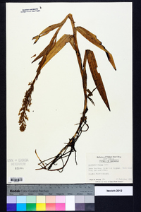 Habenaria repens image