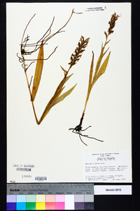 Habenaria repens image