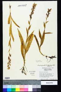 Habenaria repens image