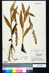 Habenaria repens image