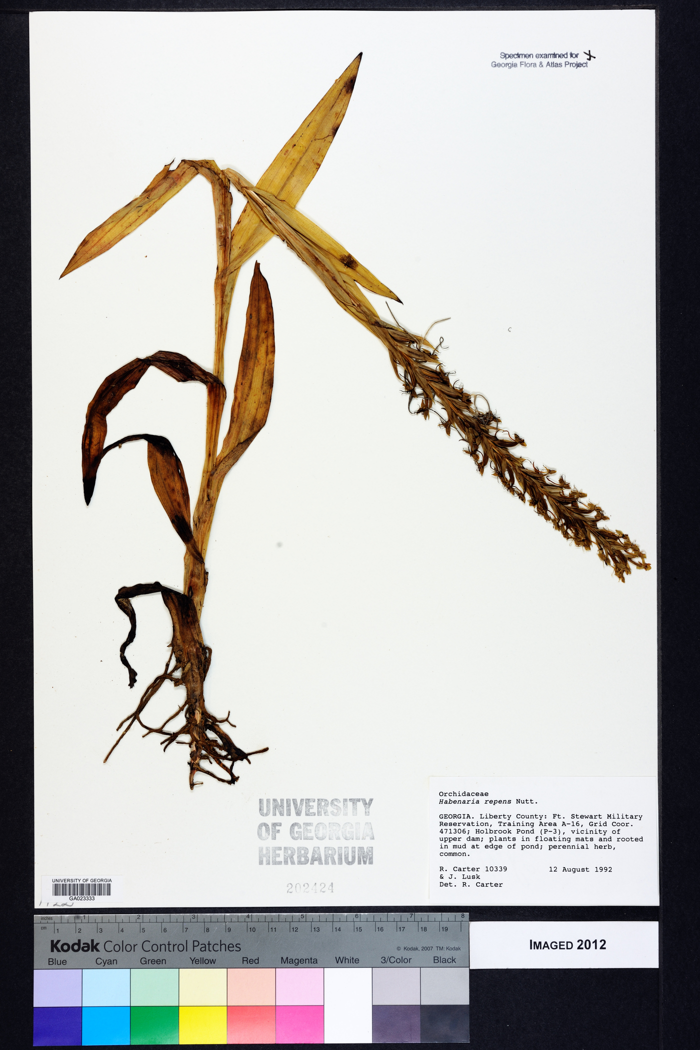 Habenaria repens image