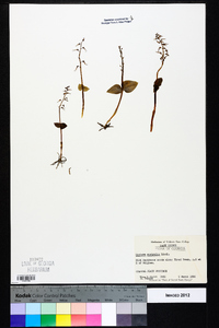 Listera australis image