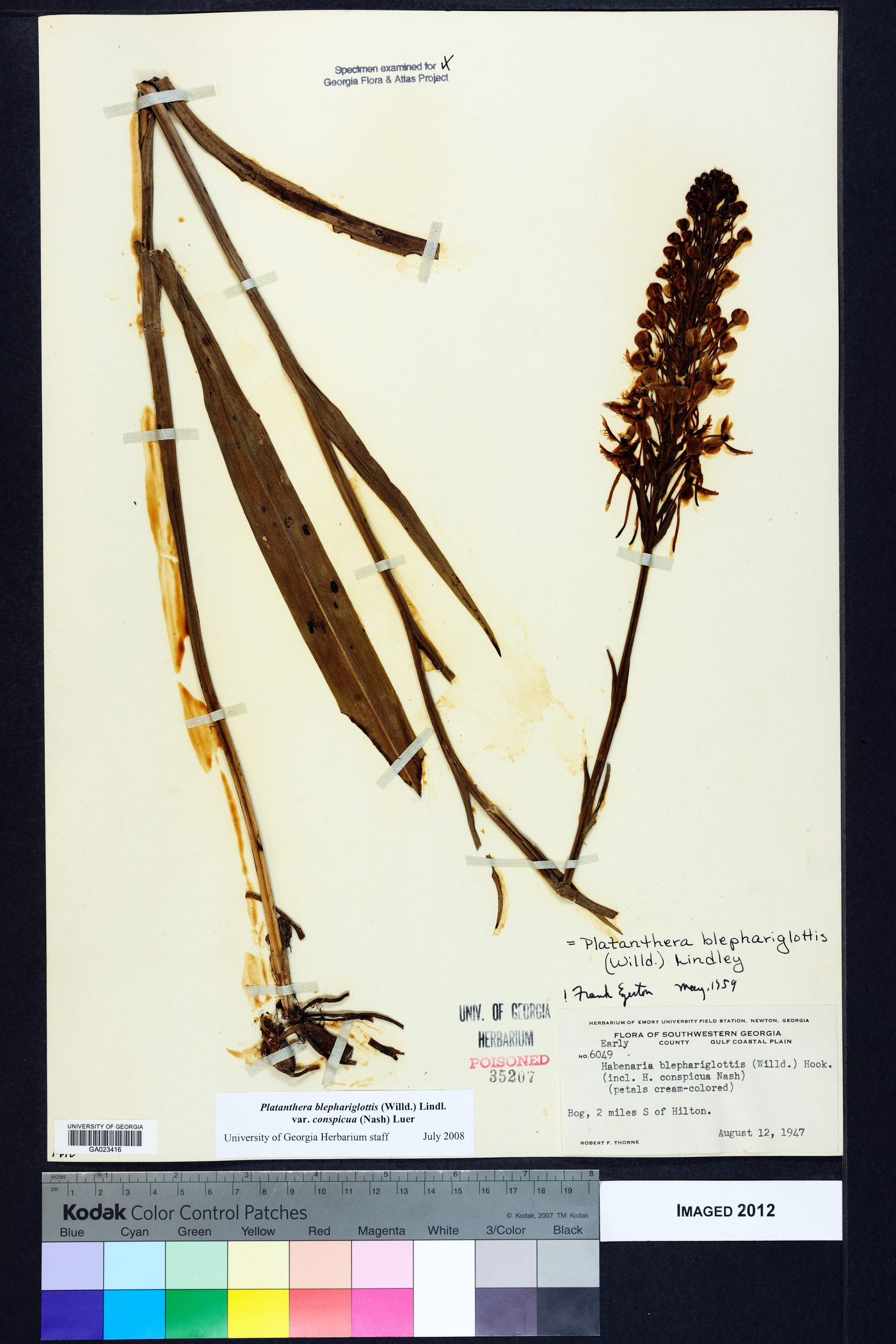 Platanthera blephariglottis image