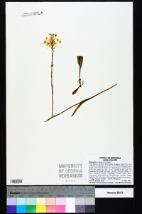 Platanthera ciliaris image