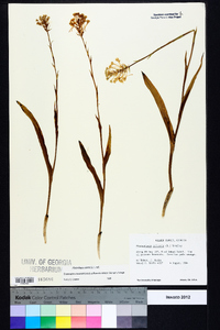 Platanthera ciliaris image