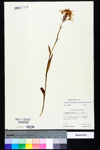 Platanthera ciliaris image