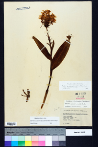 Platanthera ciliaris image