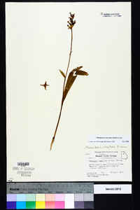 Platanthera clavellata image