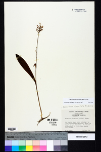 Platanthera clavellata image