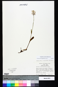 Platanthera clavellata image