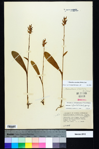 Platanthera clavellata image