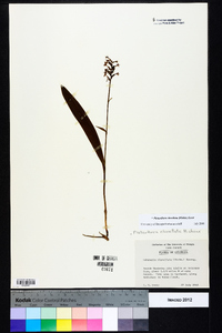 Platanthera clavellata image