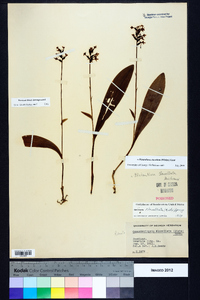 Platanthera clavellata image