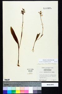 Platanthera clavellata image