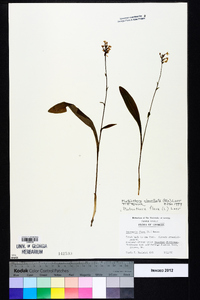 Platanthera clavellata image