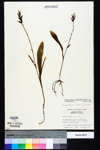 Platanthera clavellata image