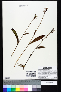 Platanthera clavellata image