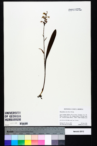 Platanthera clavellata image