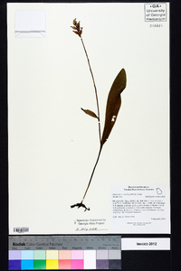 Platanthera clavellata image