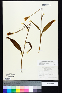 Platanthera cristata image