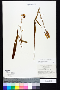 Platanthera cristata image