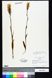 Platanthera cristata image