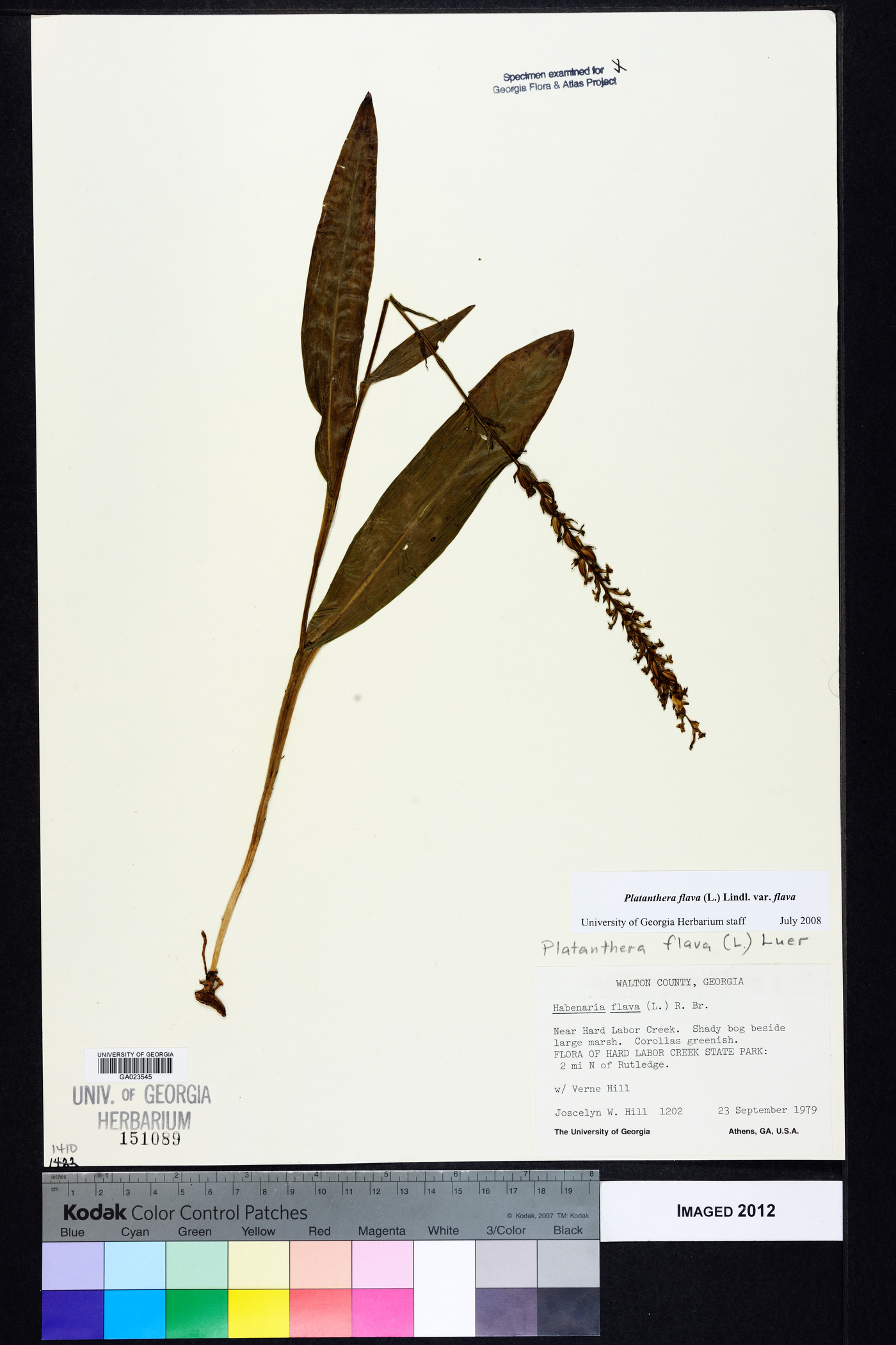 Platanthera flava var. flava image