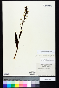 Platanthera lacera image