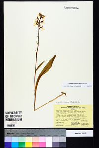 Platanthera lacera image