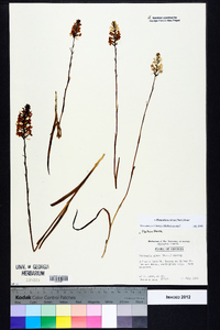 Platanthera nivea image