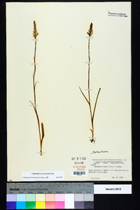 Platanthera nivea image