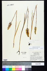 Platanthera nivea image