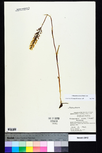 Platanthera nivea image