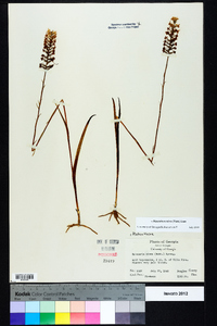 Platanthera nivea image