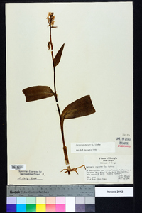 Platanthera psycodes image