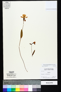 Pogonia ophioglossoides image