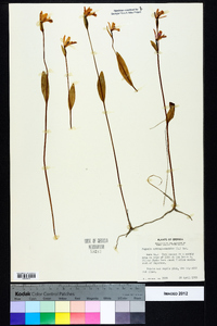 Pogonia ophioglossoides image