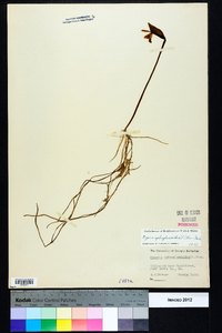 Pogonia ophioglossoides image