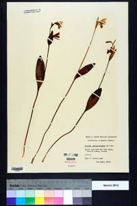 Pogonia ophioglossoides image