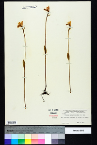 Pogonia ophioglossoides image