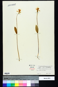 Pogonia ophioglossoides image