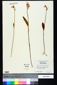 Pogonia ophioglossoides image