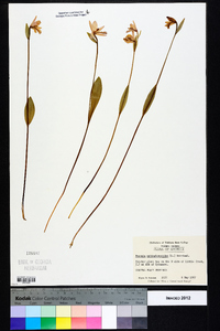 Pogonia ophioglossoides image