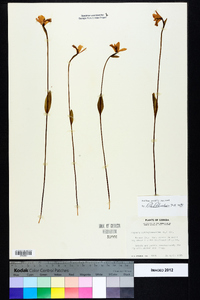 Pogonia ophioglossoides image