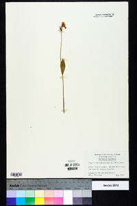 Pogonia ophioglossoides image