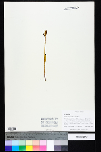 Pogonia ophioglossoides image