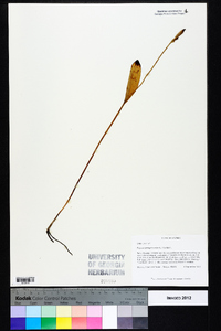 Pogonia ophioglossoides image