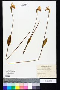 Pogonia ophioglossoides image